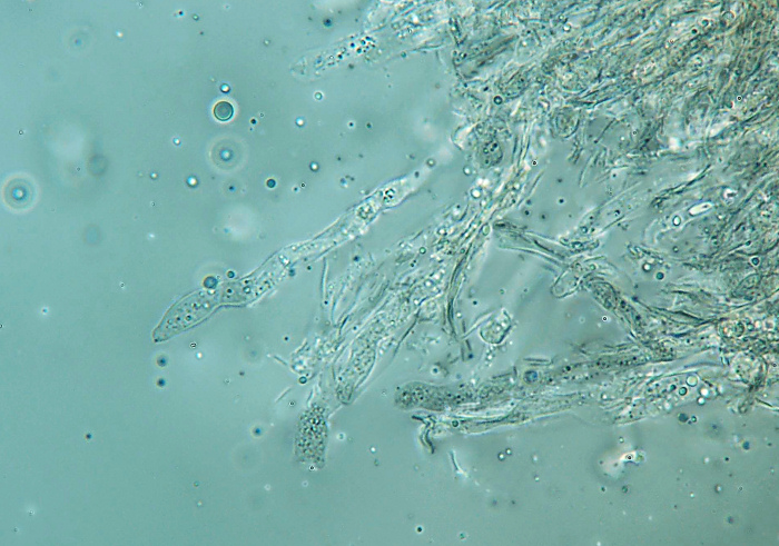 ritrovamento 3 (Cylindrobasidium evolvens)